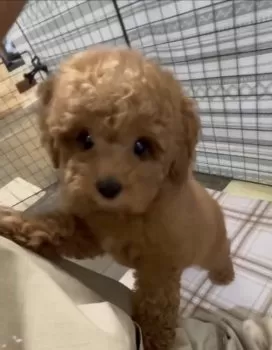 ガビ 様のお迎えした子犬