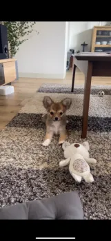 さおり 様のお迎えした子犬