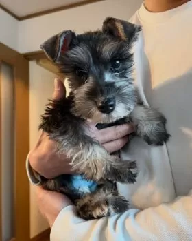 ぺく 様のお迎えした子犬