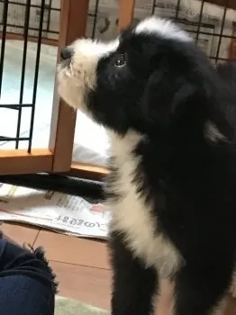 ゆうちゃん 様のお迎えした子犬