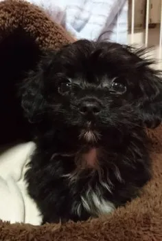 かわ 様のお迎えした子犬