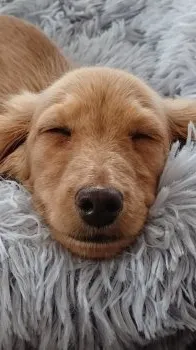 くう 様のお迎えした子犬