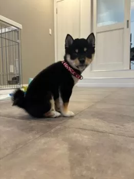 A.M 様のお迎えした子犬