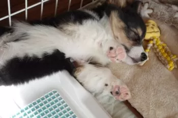 マロロ一家 様のお迎えした子犬