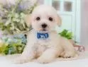K.K 様のお迎えした子犬