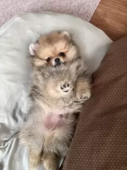 ポン 様のお迎えした子犬