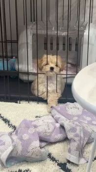 A.H 様のお迎えした子犬