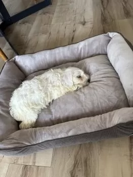 R.K 様のお迎えした子犬