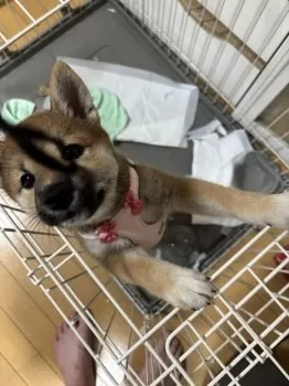 やまねん 様のお迎えした子犬
