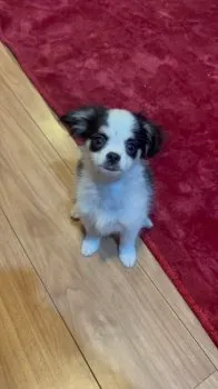 あんこ 様のお迎えした子犬