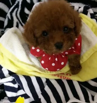 ハニワ 様のお迎えした子犬