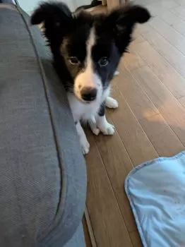 チカチップ 様のお迎えした子犬