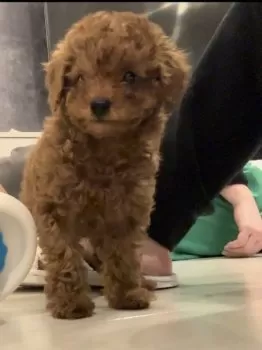K.M 様のお迎えした子犬