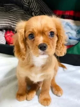 S.S 様のお迎えした子犬