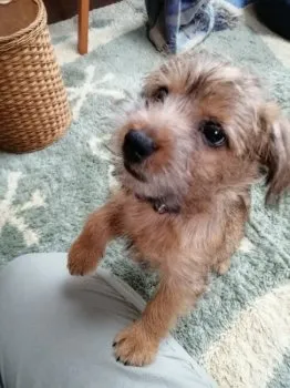 M.Ｉ 様のお迎えした子犬