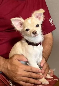 A.O  【ねるちゃん】 様のお迎えした子犬