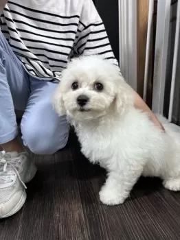 E.T 様のお迎えした子犬