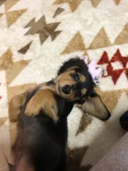 マロン 様のお迎えした子犬