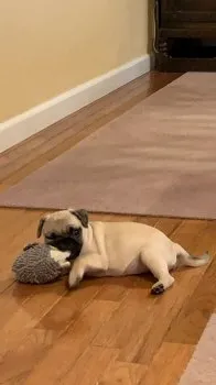 Y.Y 様のお迎えした子犬