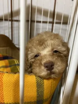 ピータン 様のお迎えした子犬