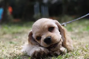 T.F 様のお迎えした子犬