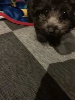 ほのちん 様のお迎えした子犬