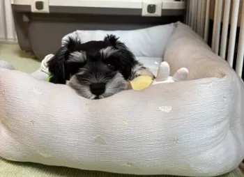 ぴの 様のお迎えした子犬