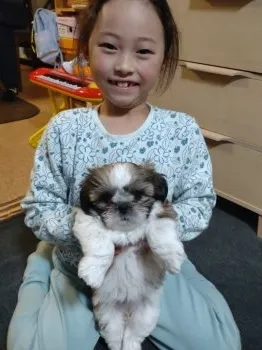みほ 様のお迎えした子犬