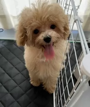 Dan Meg 様のお迎えした子犬