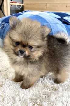 N 様のお迎えした子犬
