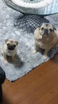 こうめ 様のお迎えした子犬