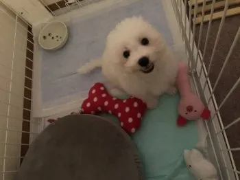 まままーちゃん 様のお迎えした子犬