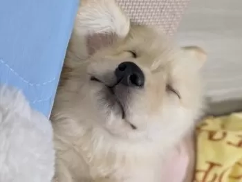M.K 様のお迎えした子犬