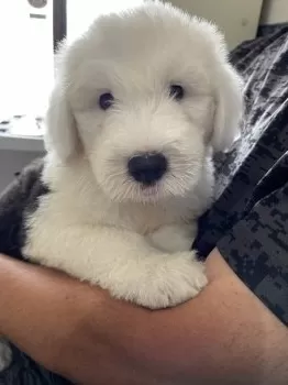のんママ 様のお迎えした子犬