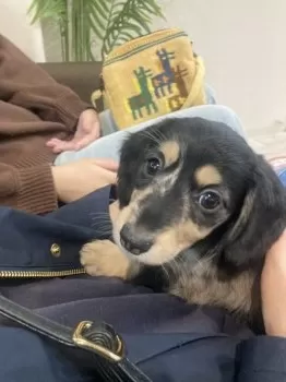 よっち 様のお迎えした子犬