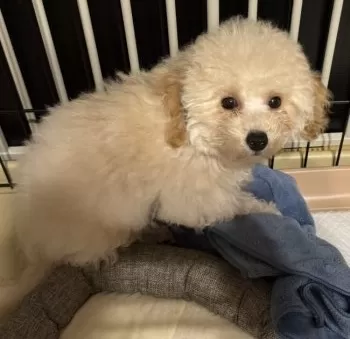 T.K 様のお迎えした子犬