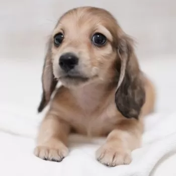 ちむ 様のお迎えした子犬