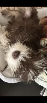クッキー 様のお迎えした子犬