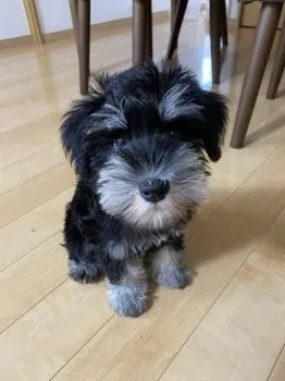 A.S 様のお迎えした子犬