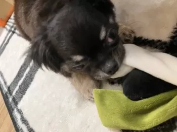 ゆう 様のお迎えした子犬