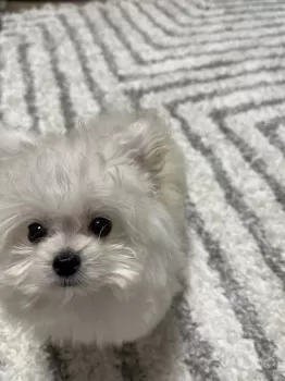 Y.Ｉ 様のお迎えした子犬