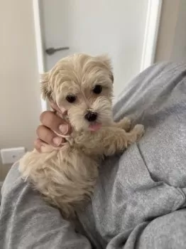 もも 様のお迎えした子犬
