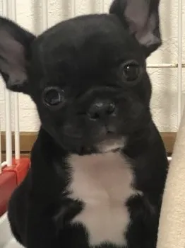 M 様のお迎えした子犬