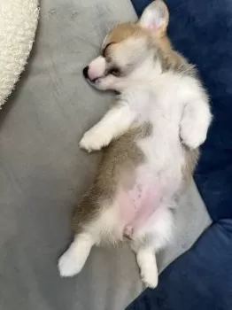 レナ 様のお迎えした子犬
