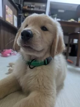 M.K 様のお迎えした子犬