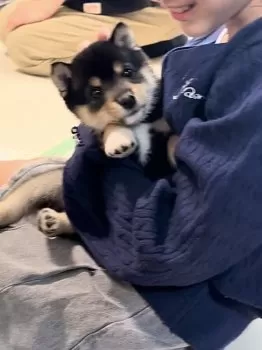 T.I 様のお迎えした子犬