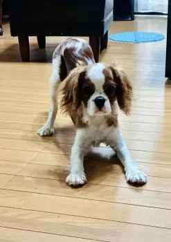 ガー子 様のお迎えした子犬