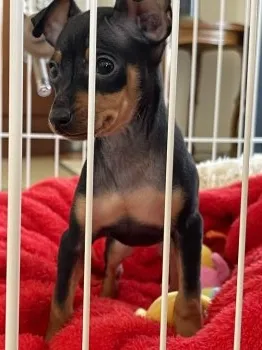 M.Ｉ 様のお迎えした子犬