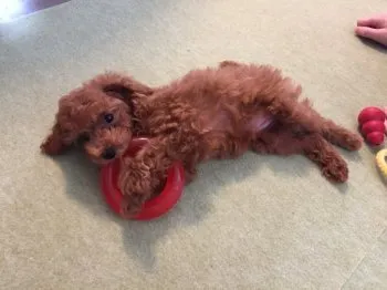 K.H 様のお迎えした子犬