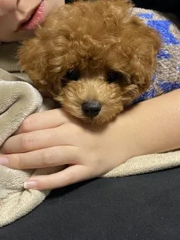 A.K 様のお迎えした子犬